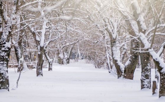 покрити със сняг дървета в зимен парк