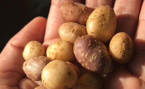 ръка държи картофи