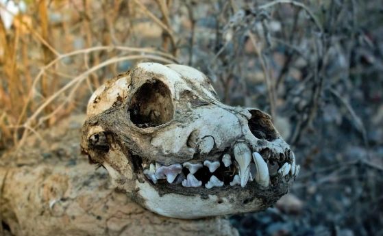 Снимка на кучешки череп