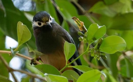 птичка сред зелени листа