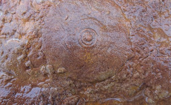 фосил с концентрични кръгове