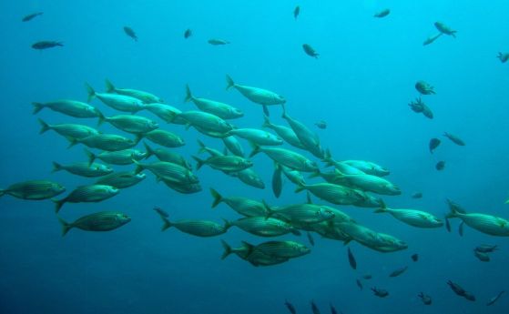 рибен пасаж