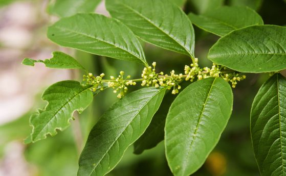 зелени листа