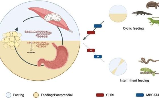 Загубата на GHRL, която предполага липса или намаляване на окислението на мастни киселини в опорно-двигателните мускули, вероятно се дължи на еволюцията на навиците за интермитентно хранене. 