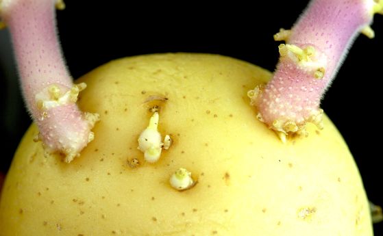 Този зелен оттенък върху картофите не е само грозен