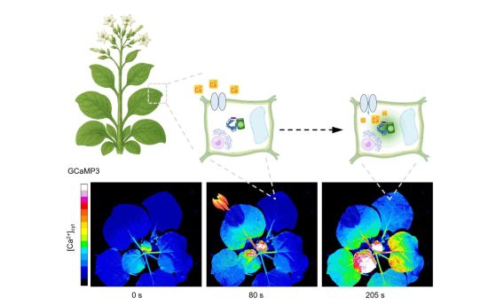 Устройството MAPPI