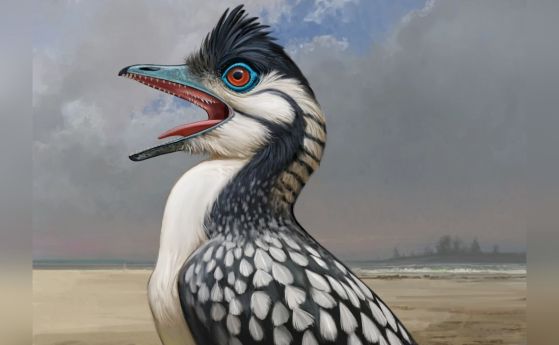 Реконструкция на археоптерикс, включително устните папили на небцето му, орган с форма на клюн и гъвкав, но здрав език, осъществен благодарение на допълнителна езикова кост.