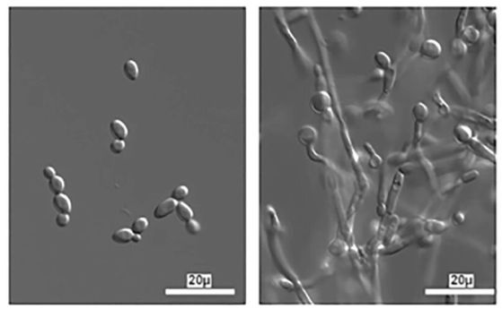 микроскопски снимки