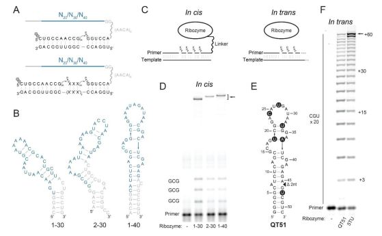 Откриване и еволюция на три малки полимеразни рибозимни мотива