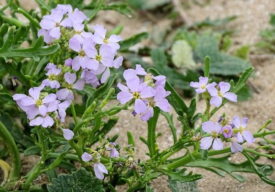 Морско какиле (Cakile maritima)