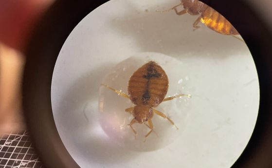 Дървеница в лабораторията на Чое в Калифорнийски университет - Ривърсайд