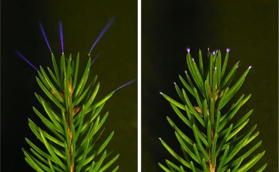 слаби електрически разряди едва доловимо светят по върховете на игличките на смърч