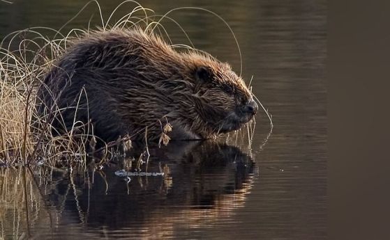 бобър в река