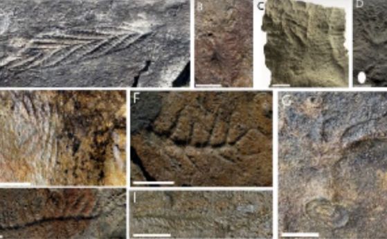 подобни на листа едиакарски животни