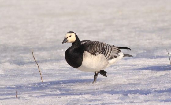 гъска върху сняг