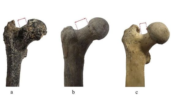 Бедрената кост на грекопитека от Азмака, България (вляво) в сравнение с тази на "Луси" (Australopithecus afarensis) (в средата) и бедрената кост на шимпанзе (вдясно). Шийката на бедрената кост (обозначена в червено) е по-дълга и насочена нагоре при човешк