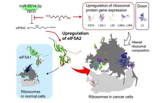 Полиамини и тяхната роля при рака.