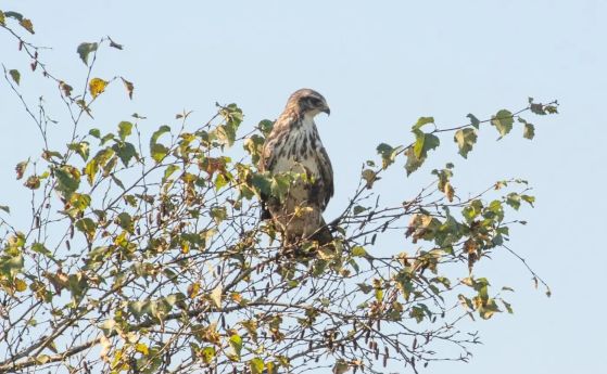 Обикновен мишелов, кацнал на дърво.
