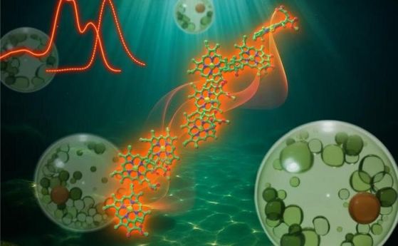 Сладководно има уникална хлорофилна структура за улавяне на далечната червена светлина