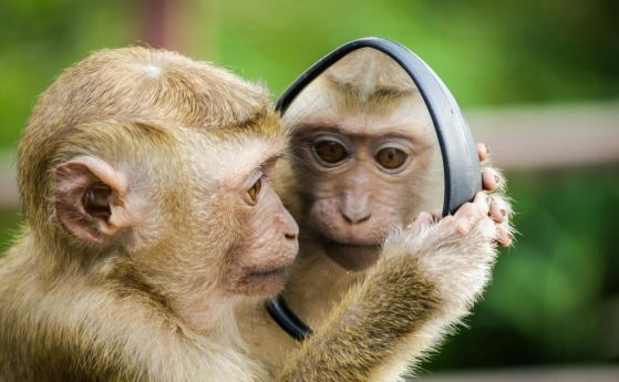 Маймуна, гледаща се в огледало.