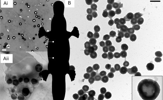 Морфология на меланозомите в космите на птицечовката