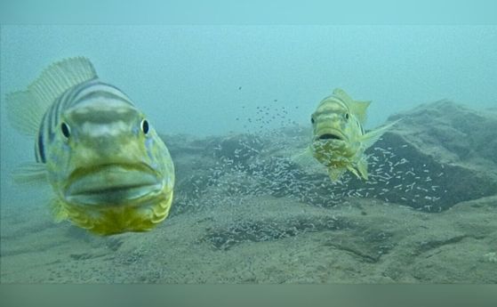Две риби - мъжка и женска, заедно със свободно плуващи малки