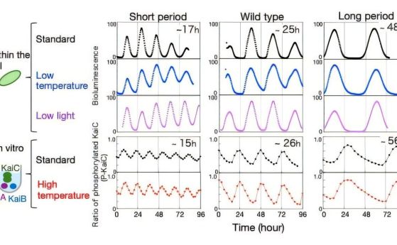 Ритми на мутанти с KaiC период в клетки и in vitro (представителни примери). Дори когато температурата или интензитетът на светлината се променят, циркадният период на дивия тип (нормален щам), както и този на мутанти с кратък и дълъг период, остава до го