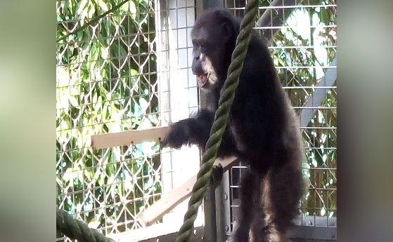 Аюму свири на барабани, докато на лицето му е изражението "игра"