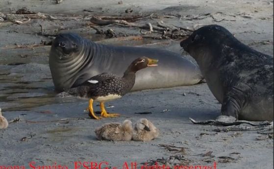 патица напада тюлен