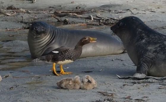 Нов вид от рода Tachyeres, група от известни с агресивните си, често нелетящи водоплаващи птици, срещащи се само в Южна Америка.