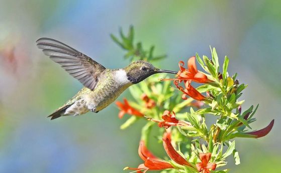 Колибри се храни от цвете.