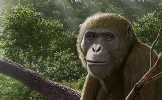 Реконструкция на Masripithecus moghraensis от Маурисио Антон.