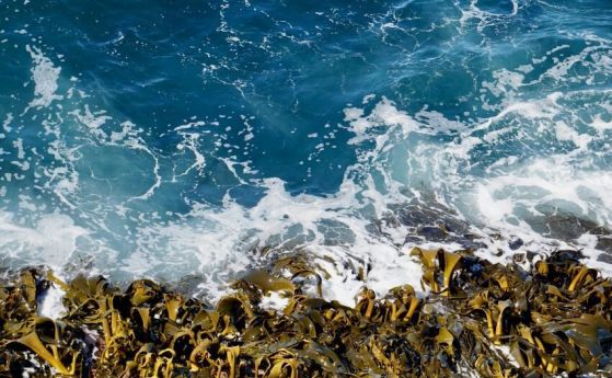 морски вълни