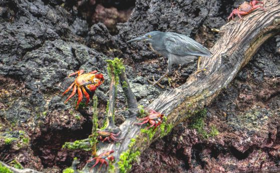 Галапагоската лавова чапла, малка чапла, която дебне осеяните с лава брегове на Галапагоските острови