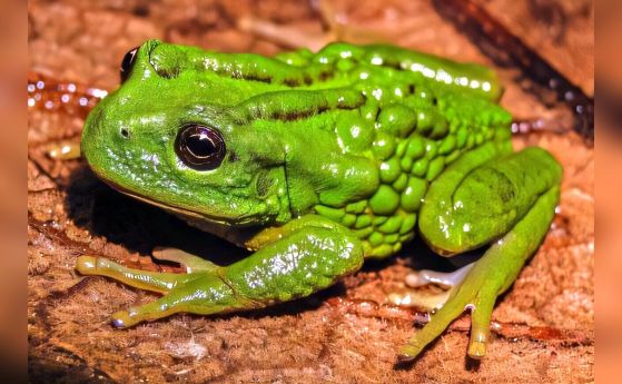 зелена жаба