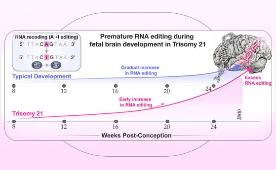 Редактирането на РНК се увеличава постепенно по време на развитието на мозъка на плода. При синдрома на Даун (тризомия 21) този процес се случва по-рано и по-интензивно, което води до високи нива на редактиране на РНК преди раждането.