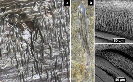 Доказателства, подкрепящи способността на Parakneria thys за катерене