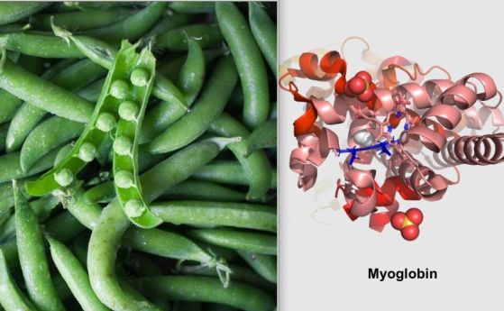Обикновен грах и миоглобин