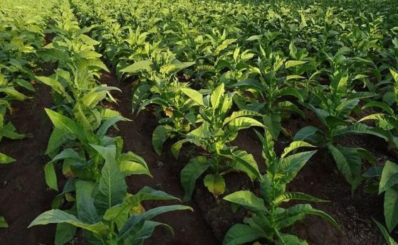 тютюневи растения в поле