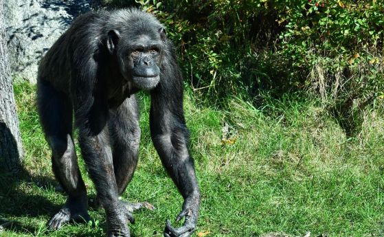 агресивно шимпанзе