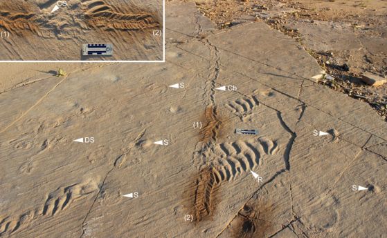 Следата от мекотелото Climactichnites blackberriensis (Cb), вероятно спираща, за да яде сцифозоан (медуза), изхвърлен на брега. CS = остатъци от сцифозоан; DS = разлагащ се сцифозоан; R = следи от вълнички; S = сцифозоан.