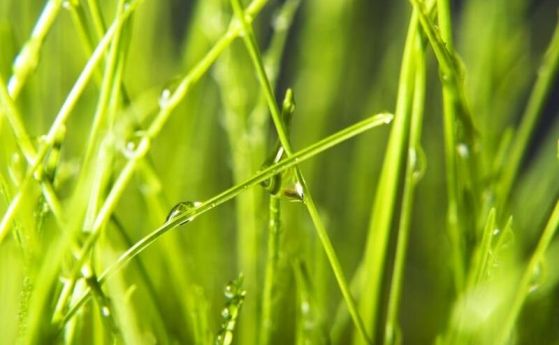 трева с дъждовни капки