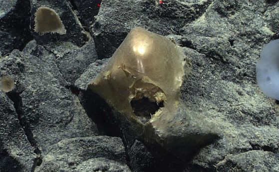 Тази "златна сфера" е открита на дълбочина около 3300 м в залива на Аляска. .