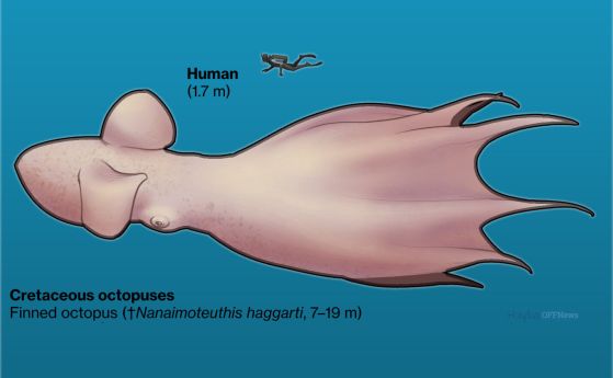 Сравнение на размерите на човек и гигантския октопод от периода креда, подобен на "кракен", Nanaimoteuthis jeletzkyi