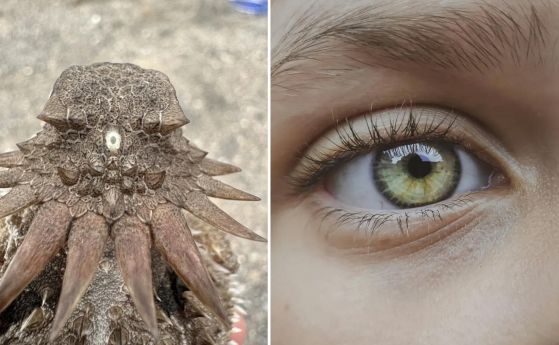 Вляво: Светлото петно в средата на главата на царски рогат гущер. Вдясно: човешко око