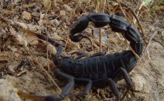 Черен дебелоопашат скорпион (Androctonus bicolor)Отровата на тези скорпиони е бързодействаща, така че не е нужно да разчитат толкова много на щипците си, за да уловят плячка.