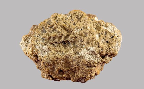 Отпечатък от пшеничен клас в неолитна кална тухла от Грузия