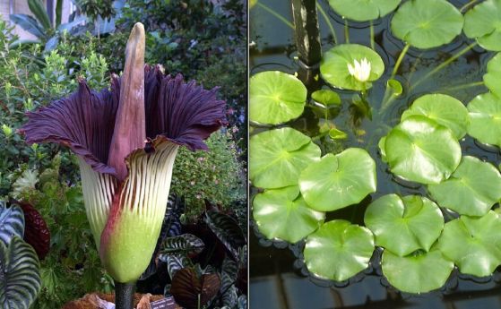 Вляво: "най-миризливото растение в света" Amorphophallus titanum. Вдясно: най-малката водна лилия в света, Nymphaea thermarum