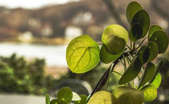 Природен алгоритъм, открит в растението Китайска паричка (Pilea peperomioides)