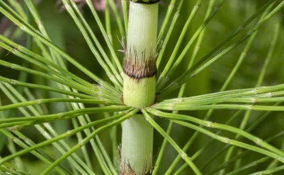 Equisetum telmateia Ehrh.